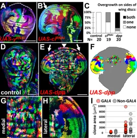 Fig. 5. Region-specific and non-autonomous overgrowthobserved using TIE-DYE. (A) Wing discs from 3rd instar larvae inwhich the GAL4(+) cells are expressing an RNAi construct toknockdown yellow (y) as a control