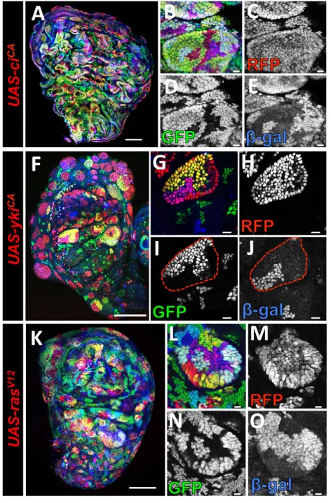 Fig. 6. Clone shape changes caused by growth pathway activation.Wing imaginal discs with GAL4(+) clones expressing constitutively activeseparate (C) RFP, (D) GFP and (E) β-gal channels