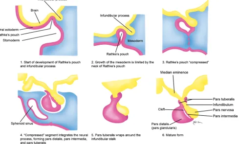 Fig. 1 Normal pituitary anatomy