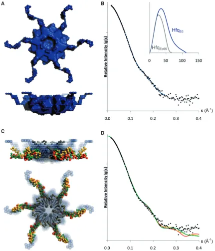 Figure 6. Shape models of Hfqof the three best rigid-body Hfqwith experimental X-ray scattering data, inserted is the pair-distribution function for HfqEc