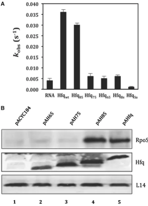 Figure 1. The region between amino acids 75 and 85 is instrumentalplasmids pACYC184 (control, lane 1), pAH65 (encoding Hfqactivities of Hfq‘Materialsleast-squareequimolarspectively