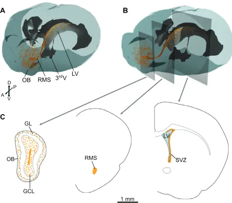 Fig. 1. The V-SVZ replenishes olfactory neurons throughout life.Schematic depiction of the neurogenic process along the entire extent of theventricular system of the neonatal/adult rodent forebrain