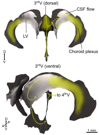 Fig. 2. The spatially complex ventricular system. The cerebrospinal fluid(CSF), which is the source of many of the essential factors regulating NSCmaintenance and proliferation, is produced in the choroid plexus (yellow), anextraversion of ependymal/vascul