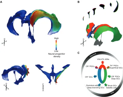 Fig. 3. NSC fate and density are heterogeneous across the ventricular surface. (A) The density of NSCs, and therefore germinal activity, varies acrossthe ventricular surface