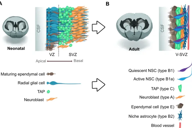 Fig. 5. Cellular organization of the postnatal and adult V-SVZ. (A) In the first days after birth, the lateral wall is layered in a ventricular zone (VZ), which iscomposed of three layers of radial glial cells (RGCs), and a subventricular zone (SVZ), which