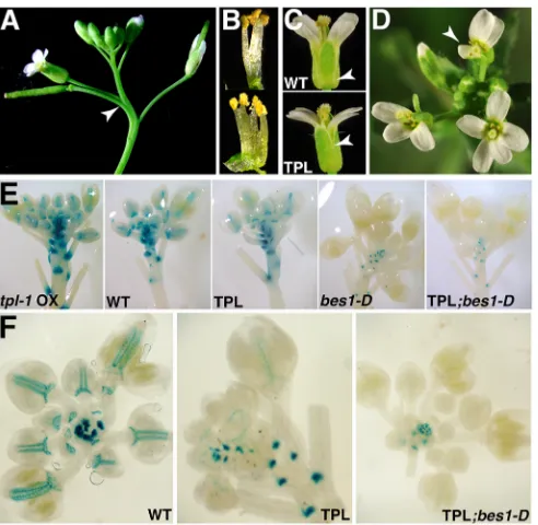 Table 1. Percentage of flowers that contain stamen-stamen or pedicel-stem fusions