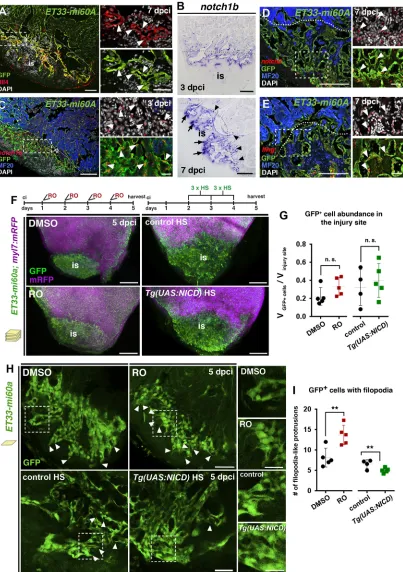Fig. 3. Notch signalling elements are expressed in the endocardium and Notch signalling modulation affects injury endocardium maturation