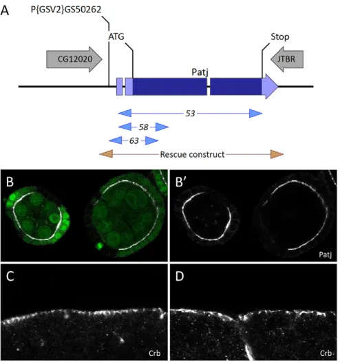 Fig. 1. Null mutants for Patjstained for Patj (white). Mutant cells are marked by the absence of GFP(green)