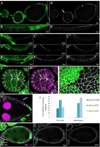 Fig. 2. Patj mutant phenotype in the