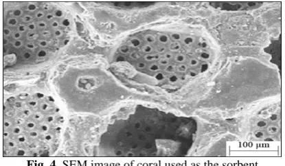 Fig. 4. SEM image of coral used as the sorbent 