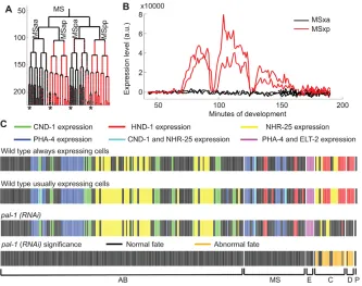 Fig. 2. Consistent wild-type differentiationpatterns allow the discovery of perturbations