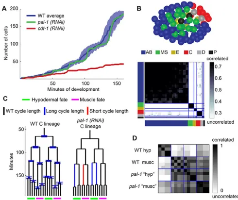 Fig. 3. Analyzing proliferation at multiple scales can uncover avariety of phenotypes.The wild-type lineage forms two groups separated by cell fates, whereasall of the  (A) The number of cells in the embryo over timereflects the global proliferation rate