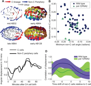 Fig. 5. Angular shift is initiated by C cells. (A) MidAB32 shows clockwise motion in peripheral cells in
