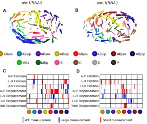 Fig. 6. Collective migration patterns emerge in RNAitreatments. (A,B) Each rod represents a cell’s