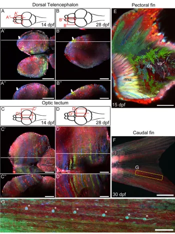 Fig. 8. Zebrabow labeling in differentorgan systems. (A-D�) Two-photonimage of the dorsal telencephalon andoptic tectum at late larval stage (14 dpf,A-A� and C-C�) and juvenile stage (28 dpf,B-B� and D-D�)