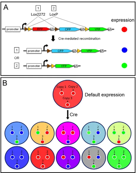 Fig. 1. Stochastic multicolor labeling. (A) Arrangement of fluorescentproteins and Lox sites