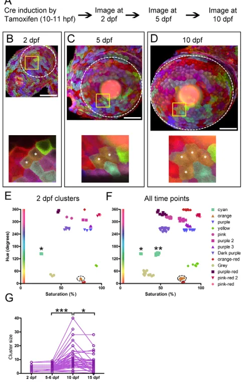 Fig. 6. Inheritance and stability of color. (nfor time-lapse imaging. (animal imaged from 2 to 10 dpf