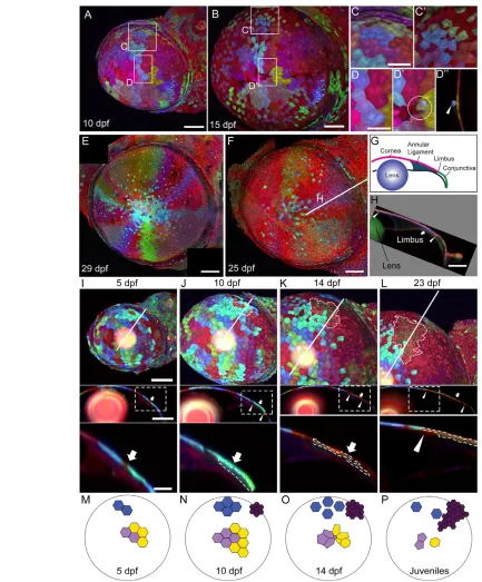 Fig. 7. Long-term clonal analyses in the cornea. (A,B) Corneal clones at 10 and 15 dpf