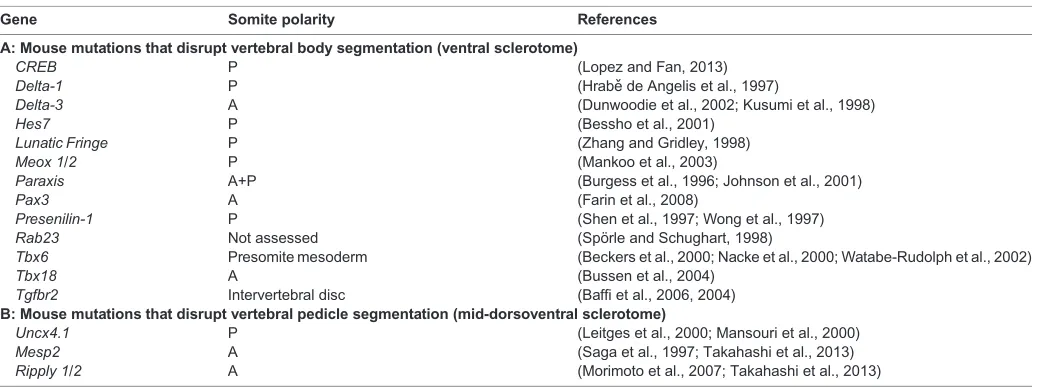 Table 2. Genes affecting somite polarity