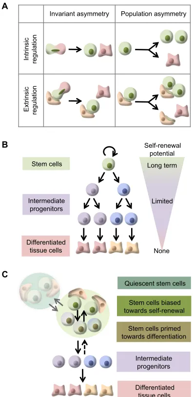 Fig. 1. Proliferative hierarchies and patterns of stem cell self-renewal.(A) During tissue homeostasis, patterns of adult stem cell self-renewal can begrouped into four generic classes depending on: whether stem cell fate isregulated intrinsically (cell-au