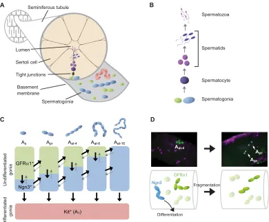 Fig. 2. Stem cell dynamics during mammalian spermatogenesis. (A) Schematic showing the architecture and cellular organization of the mammalianare competent to transfer to the differentiated Kit+ compartment, in concert with the periodic seminiferous cycle