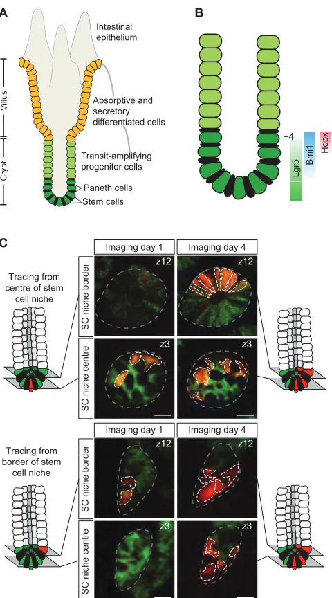 Fig. 3. Stem cell dynamics during intestinal maintenance. (A) Schematicshowing the cellular organization of the mammalian small intestine