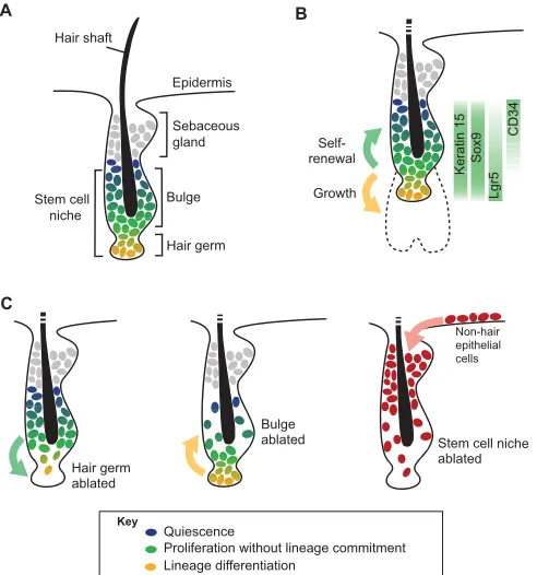 Fig. 4. Stem cell dynamics in the hair follicle. (A) Schematic of a mouse hairfollicle during the resting phase of the hair cycle