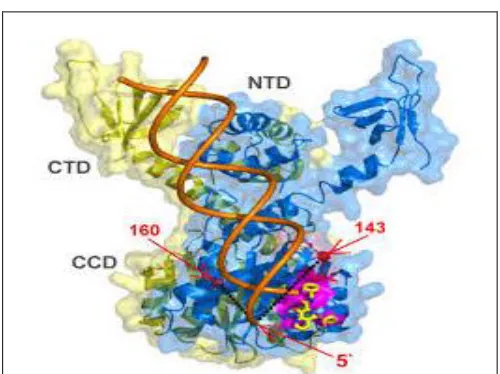 FIG. 1: CATALYTICALLY-ACTIVE COMPLEX OF  HIV-1 INTEGRASE 