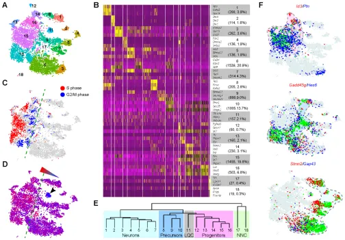 Fig. 1. Identification of major cell groups in E12.5 mouse diencephalon by scRNAseq. (A) Visualization of 18 classes of cells using t-SNE