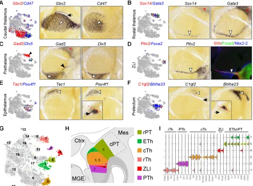 Fig. 2. Relating postmitotic cell groups to their spatial positions in the diencephalon