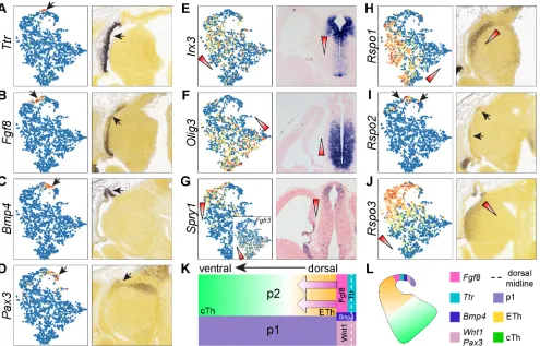 Fig.. 4. Inference of spatial gene expression patterns in the p2 domain with scRNAseq data