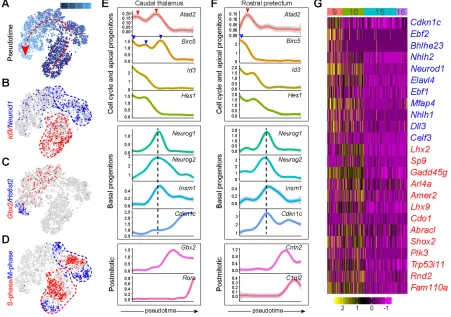 Fig. 5. Examination of the unique pattern of cell cycle exit and neurogenesis of thalamic progenitors