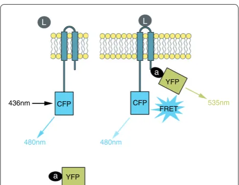 Figure 1. Schematic representation of a hypothetical FRET experiment. In the resting state (left), a transmembrane receptor is fused to cyan fluorescent protein (CFP, donor)
