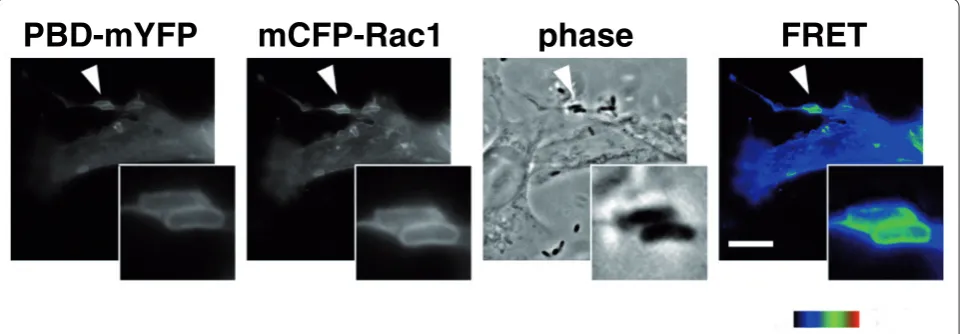 Figure 2. Yersinia pseudotuberculosis binding to host cells leads to local activation of Rac1 GTPase