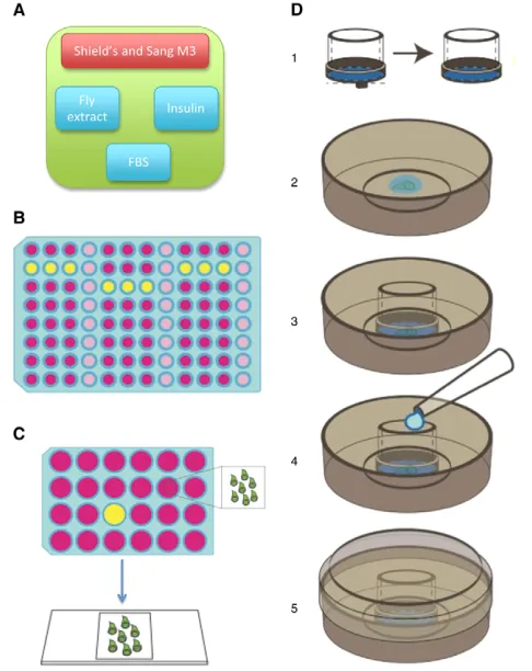Fig. 1. Optimization strategy for imaginal cell culture mediadevelopmentdisc growth. Each medium formulation was tested in three separatewells to provide technical replicates