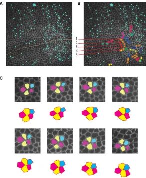 Fig. 4. Spatiotemporal clustering of cell division