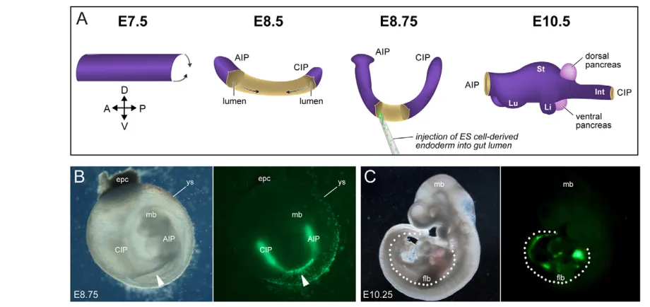 Fig. 1. A functional assay for ES cell-derived endoderm. (A) Schematic of DE development in the mouse embryo