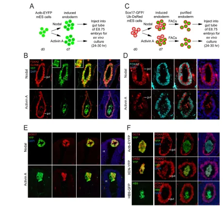 Fig. 2. Nodal- but not Activin-derived endoderm efficiently contributes to the embryonic endoderm upon transplantation into themouse embryo.GFP(+)/Ub-DsRed(+) cells