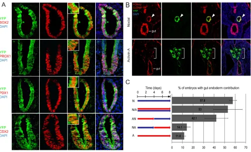 Fig. 3. Endoderm generated by Nodal and Activin are functionally distinct. ) Engrafted Nodal-induced endoderm undergoes organ-capacity of parallel) to Nodal (N) versus Activin (A) over time