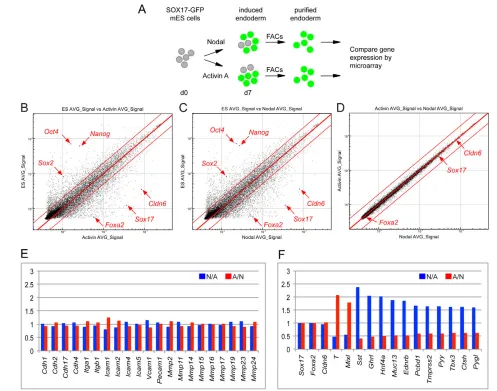 Fig. 4. Gene expression profiling of Nodal- and Activin-derived endoderm. (Mmp19genes involved in development, maintenance or function of endodermal organs and their cellular derivatives (Pcbd1attachment ((N/A, blue) or Activin divided by Nodal (A/N, red)