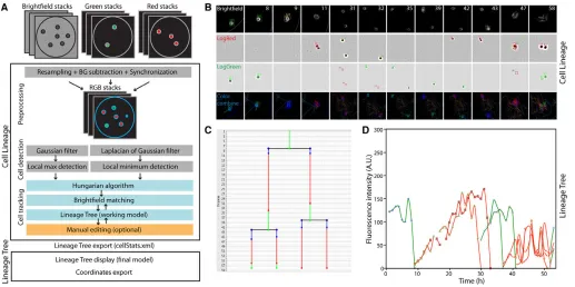 Fig 1. Automated analysis of cell cycle phases in single stem cells. ((Lineage’ and ‘Lineage Tree’