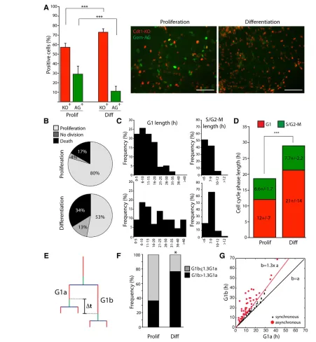 Fig 3. Differentiation prolongs G1 in FUCCI-NSC. (dynamic threshold with proliferative and differentiation divisions (S/G2-Mprolif, and differentiation (±s.d.; ***A) Quantification of Cdt1-KO+ and Gem-AG+ cells (normalized to DAPI) under proliferationP<0.0