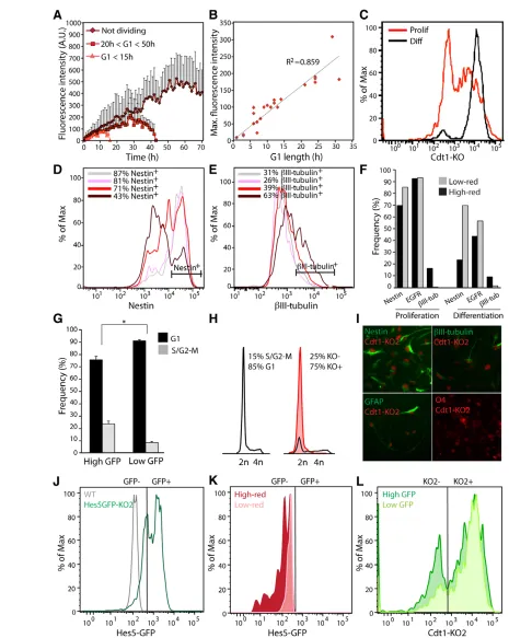 Fig 5. Purification of neural stem cells from heterogeneous populations by differential cell cycle progression