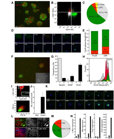 Fig 6. Enhancing reprogramming by sorting for cells in S/G2-M (green). (proliferative NSC medium –dox; R, 4F transduced 10 days +dox