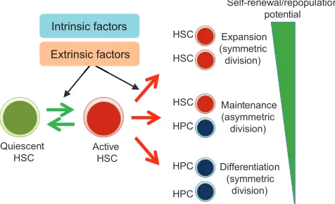 Table 3. Table summarizing the combination of cell markers used to purify human HSCs
