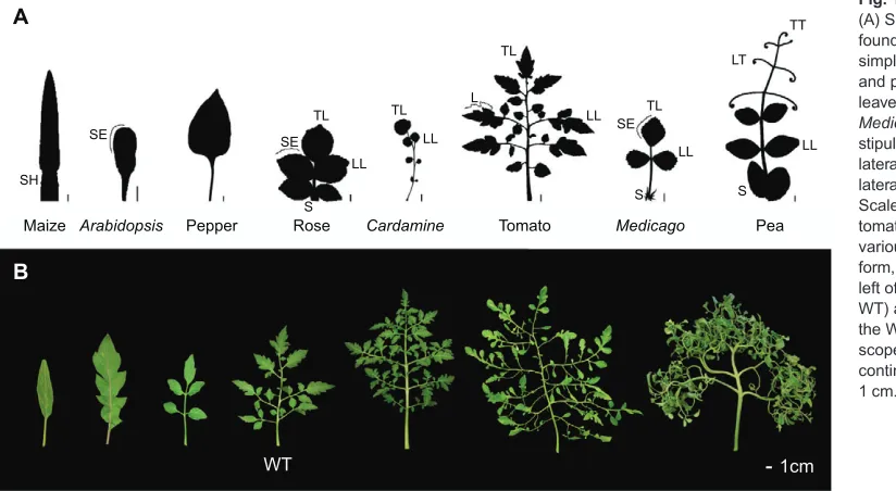 Fig. 1. Variety in plant leaves.