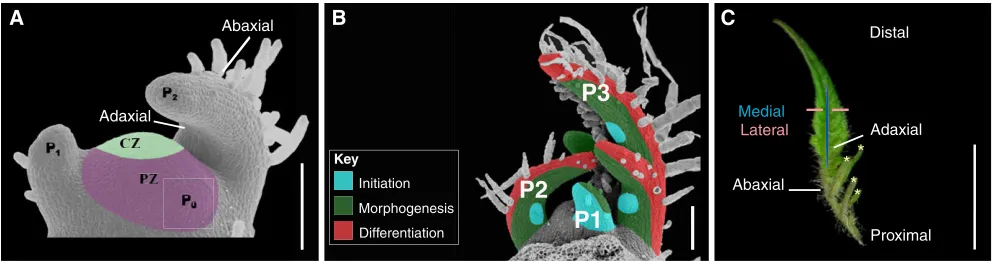 Fig. 2. The stages of leaf development. (A) Scanning electron microscope (SEM) image of the shoot apical meristem (SAM) of a typical tomato shoot, showingon an SEM image of a wild-type tomato shoot