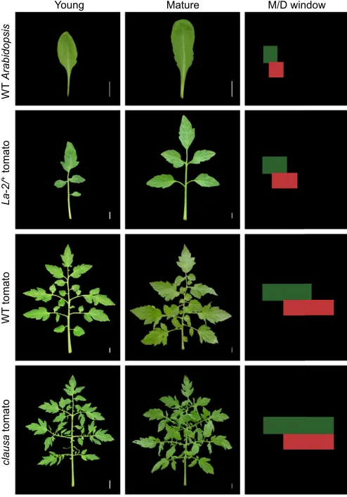 Fig. 4. Generating leaf diversity. The balance between morphogenesis anddifferentiation modulates leaf diversity, as illustrated by the different length ofthe leaf morphogenetic window in A