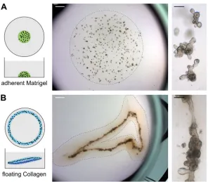 Fig. 1. Organoids in collagen self-organize into tubes.(A) Traditional organoid culture in a plastic-adherent Matrigeldrop overlaid with growth medium