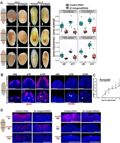 Fig. 4. A regeneration delay precedes integrin RNAi tissue disorganization phenotype. (A) Control andsubstantially affect expression ofbrain tissue emerging later (arrows)
